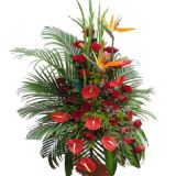 Ƽʻٵ